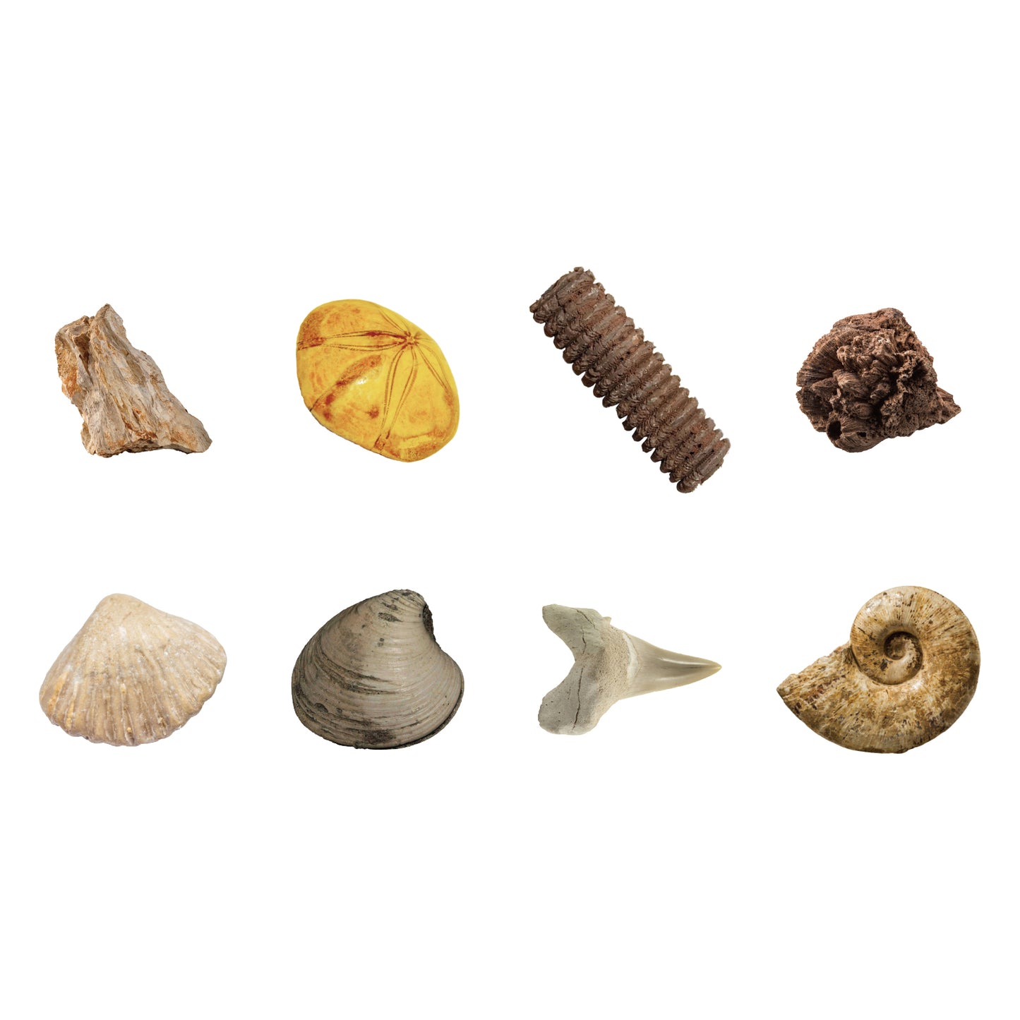 Fossils Dig Kit