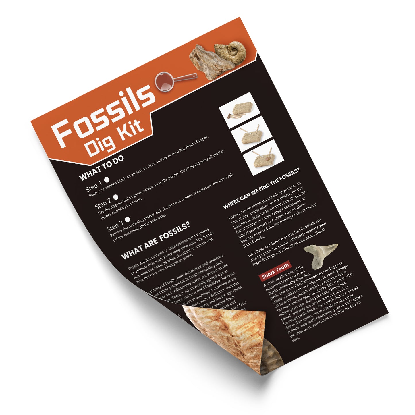 Fossils Dig Kit